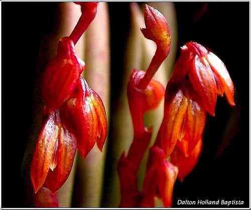 Pleurothallis teres